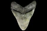 Large, Fossil Megalodon Tooth #92680-1